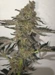 The Breath Regular Seeds - 12-BCBD-TBR-REG-12