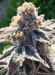 The Breath Regular Seeds - 12-BCBD-TBR-REG-12