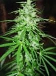 Sweet Island Skunk Regular Seeds - 12-BCBD-SWISK-REG-12