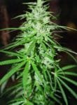 Sweet Island Skunk Regular Seeds - 12-BCBD-SWISK-REG-12