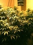 Sweet Island Skunk Regular Seeds - 12-BCBD-SWISK-REG-12