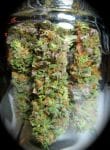 Sweet Island Skunk Regular Seeds - 12-BCBD-SWISK-REG-12