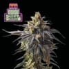 Witches Wedding Ltd. Edition Feminized Seeds - 3-SMAN-LTD-WIWE-FEM-3