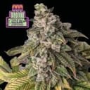 Witches Wedding Ltd. Edition Feminized Seeds - 3-SMAN-LTD-WIWE-FEM-3