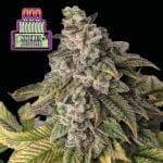 Witches Wedding Ltd. Edition феминизирани семена - 3-SMAN-LTD-WIWE-FEM-3