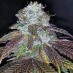 Squirterz Feminised Seeds - 5-PF-023-F5