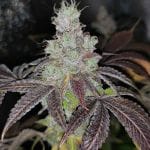 Sour Kuntz Feminised Seeds - 5-PF-025-F5