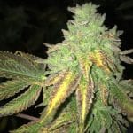 Shiloh Z Feminised Seeds - 5+1-THS-SHILOZ-FEM-5