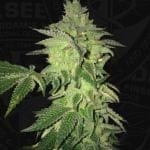 Shiloh Z Feminised Seeds - 5+1-THS-SHILOZ-FEM-5