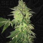 Shiloh Z Feminised Seeds - 5+1-THS-SHILOZ-FEM-5