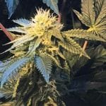 Shiloh Z Feminised Seeds - 5+1-THS-SHILOZ-FEM-5