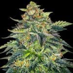 London Cream Cake Auto Feminised Seeds - 5-G13L-LCC-AUTO-FEM-5