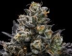 Purple Afghan Kush Regular Seeds - 11-GRB-PHKXAF1-REG-11