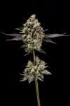 Afghani Mints Regular Seeds - 11-GRB-AMXAF1-REG-11