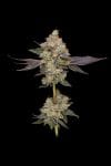 Afghani Mints Regular Seeds - 11-GRB-AMXAF1-REG-11