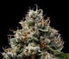 Sour Best Afghani Regular Seeds - 11-GRB-SBSEXAF1-REG-11