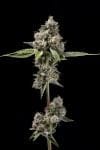 Sour Best Afghani Regular Seeds - 11-GRB-SBSEXAF1-REG-11