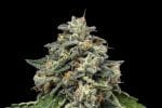 Kosher Afghan Kush Regular Seeds - 11-GRB-KKXAF1-REG-11