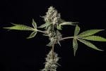 Kosher Afghan Kush Regular Seeds - 11-GRB-KKXAF1-REG-11