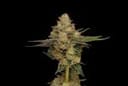 Northern Afghani Lights Regular Seeds - 11-GRB-89NLXAF1-REG-11