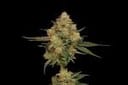 Northern Afghani Lights Regular Seeds - 11-GRB-89NLXAF1-REG-11