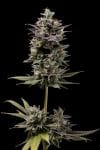 Chem D-Light Regular Seeds - 11-GRB-CHDX89NL5-REG-11