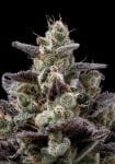 Chem D-Light Regular Seeds - 11-GRB-CHDX89NL5-REG-11