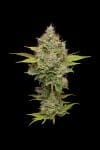 Hazy Lights Regular Seeds - 11-GRB-HKX89NL5-REG-11