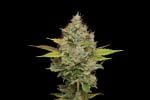 Hazy Lights Regular Seeds - 11-GRB-HKX89NL5-REG-11