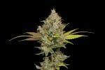 Hazy Lights Regular Seeds - 11-GRB-HKX89NL5-REG-11