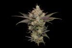 Northern Lights OG Regular Seeds - 11-GRB-SBSEX89NL5-REG-11