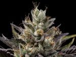 Northern Lights OG Regular Seeds - 11-GRB-SBSEX89NL5-REG-11