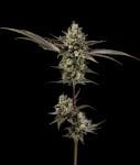 Northern Lights OG Regular Seeds - 11-GRB-SBSEX89NL5-REG-11