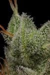 Northern Lights OG Regular Seeds - 11-GRB-SBSEX89NL5-REG-11
