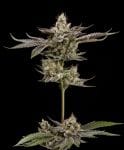 Northern Lemons Regular Seeds - 11-GRB-LPX89NL5-REG-11