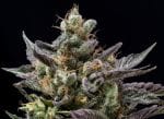 Northern Lemons Regular Seeds - 11-GRB-LPX89NL5-REG-11