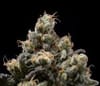 Northern Mints Regular Seeds - 11-GRB-AMX89NL5-REG-11