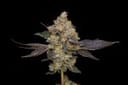Northern Mints Regular Seeds - 11-GRB-AMX89NL5-REG-11