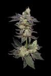 Northern Runtz Regular Seeds - 11-GRB-RUNX89NL5-REG-11