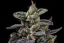 Northern Runtz Regular Seeds - 11-GRB-RUNX89NL5-REG-11