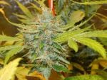 Devil's Hash Plant Regular Seeds - 11-BODH-DHP-REG-11