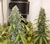 Old Soul Regular Seeds - 11-BODH-OLDS-REG-11
