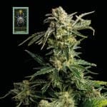 White Widow Feminised Seeds-whitewidow
