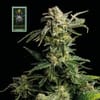 White Widow Feminisiert Samen-whitewidow