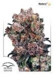 Blueberry Feminised Seeds-dp-blueberry