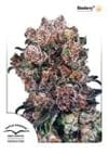 Blueberry Feminisiert Samen-dp-blueberry