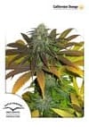 Californian Orange Feminised Seeds-dp-californianorange