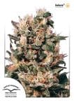 Euforia Feminized Seeds-dp-euforia