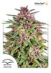 Frisian Dew Feminizada Sementes-dp-frisiandew