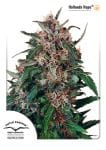 Holland's Hope Feminised Seeds-dp-hollandshope